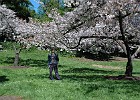 Cherry Trees & Japanese Tea Garden