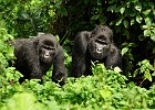 Nkuringo Gorilla Group
