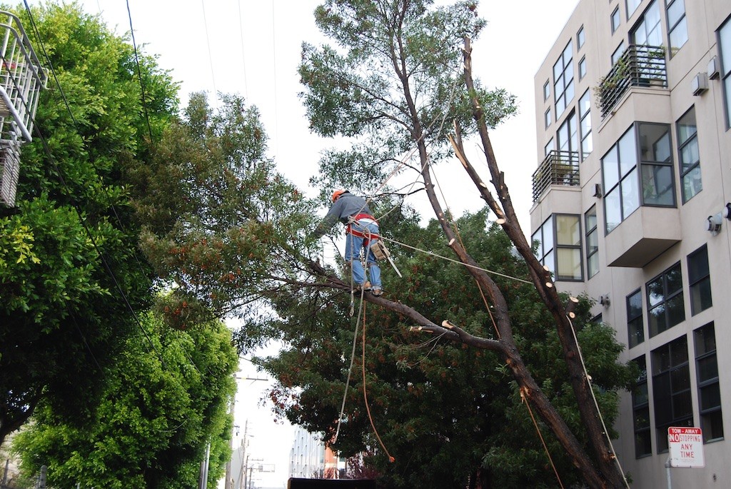Tree Removal