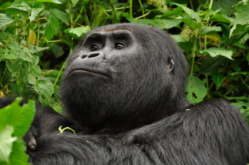 Uganda Trip  20 February – 10 March 2012