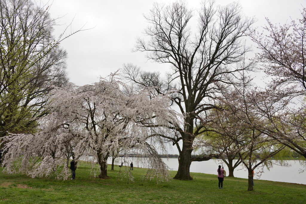 Washington DC. March 2016