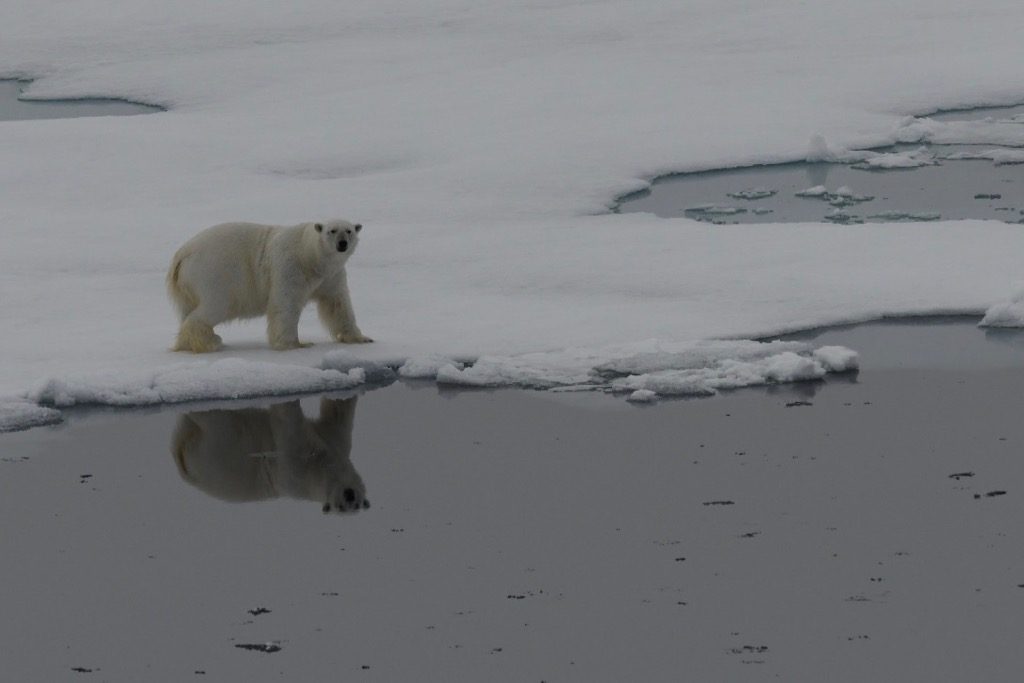 In Search of Polar Bears
